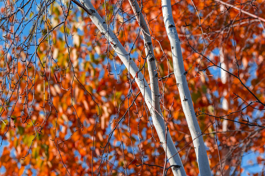 Fall Photograph - Aspen by Sebastian Musial