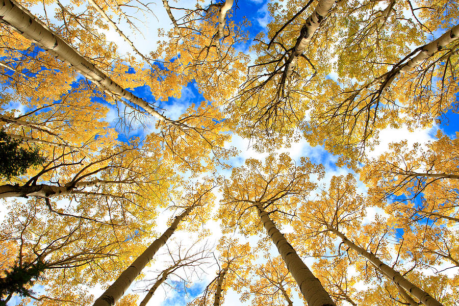 Colorado Photograph - Aspen Sky by Robert Yone Colorado Photograph - Aspen Sky by Robert Yone