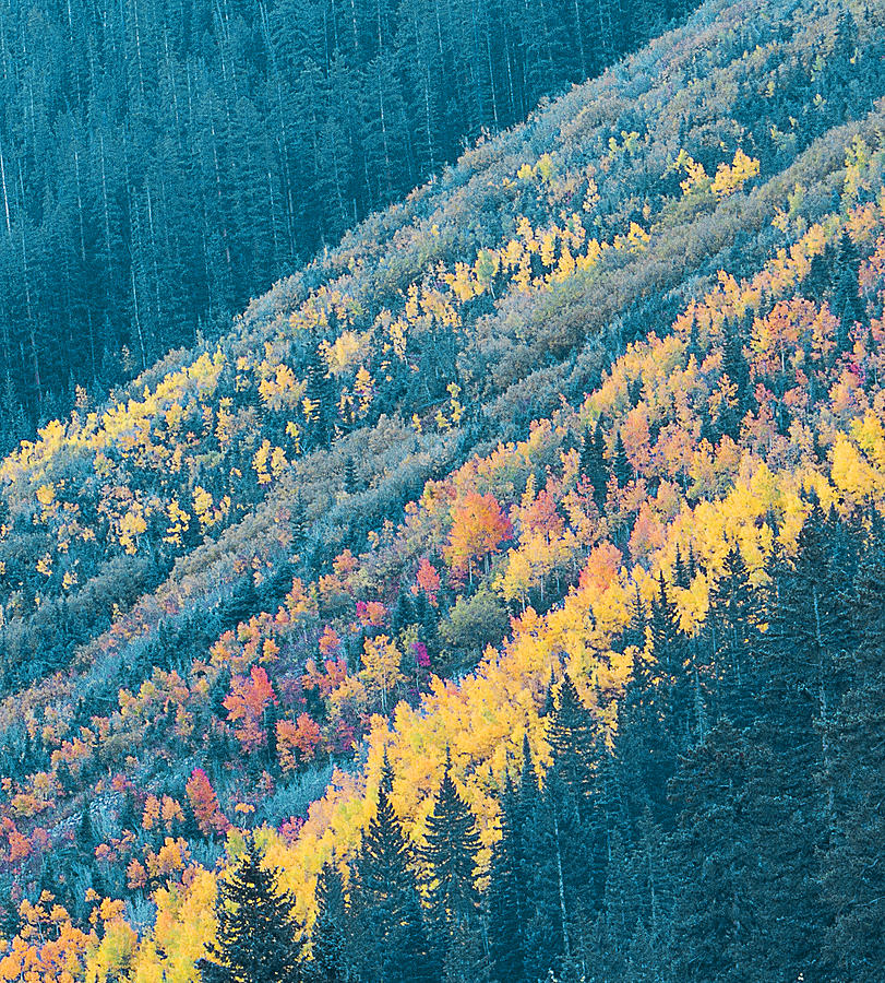 Aspen slope Photograph by Lowell Monke Fine Art America