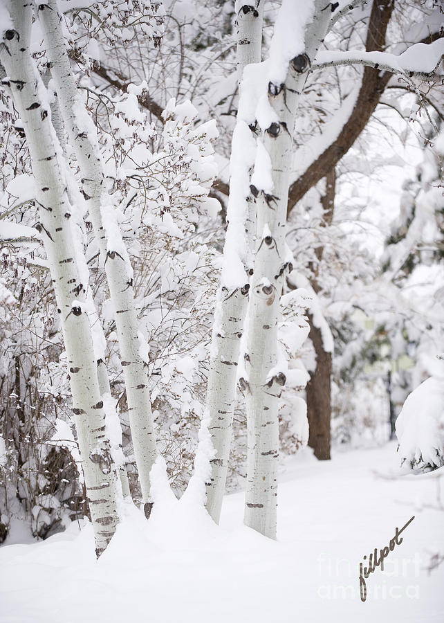 Winter Photograph - Aspen Snow by Bon and Jim Fillpot
