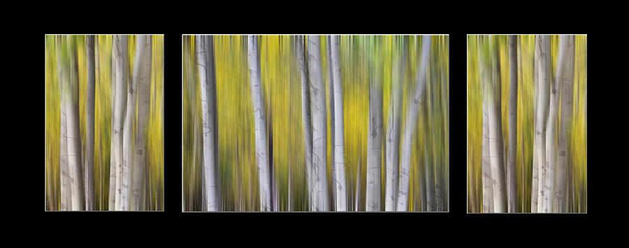 Aspen Splendor Dreaming Triptych Collage Photograph by James BO Insogna