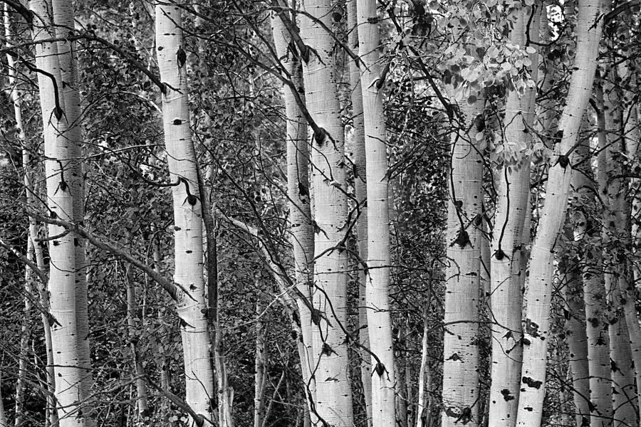 Aspen Splendor in Black and White Photograph by James BO Insogna