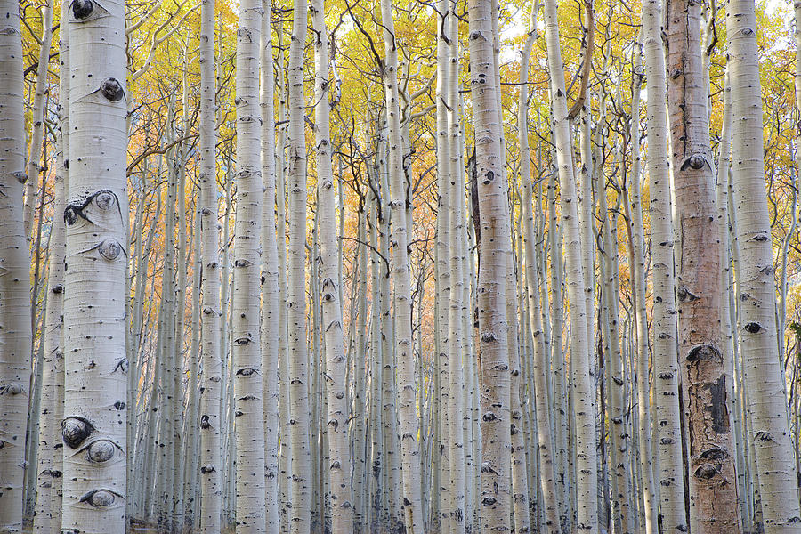 Aspen Stand Photograph by Bill Ferris Photography