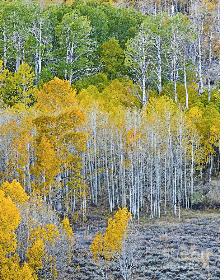 Aspen Stand Photograph by L J Oakes