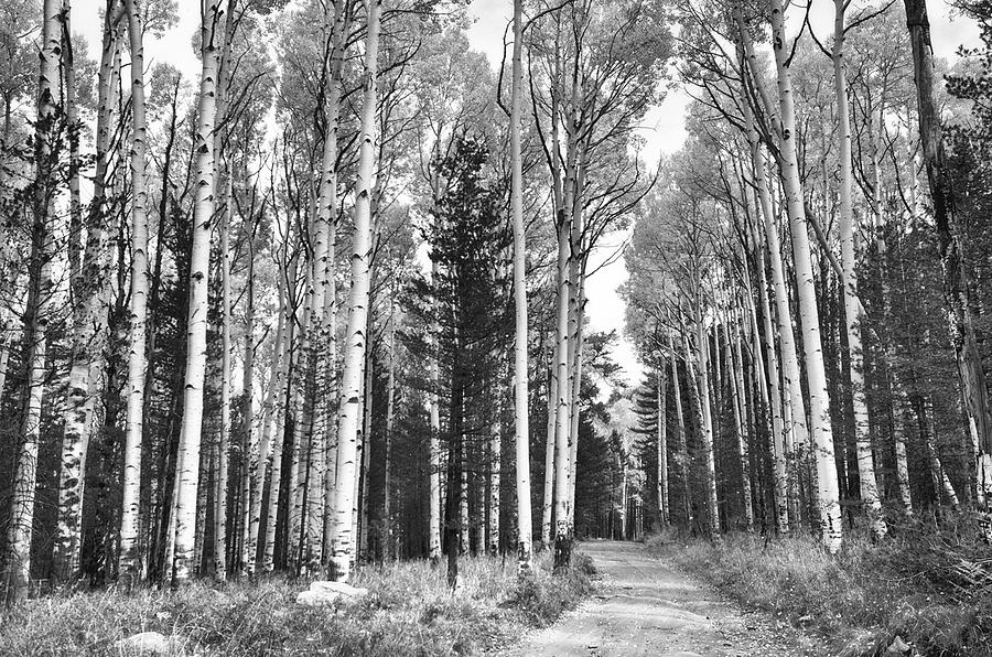An Aspen Trail in Black and White  Photograph by Saija Lehtonen