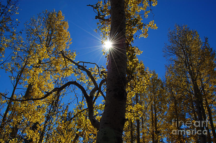 Aspen Tree and Sunstar Photograph by Debra Thompson