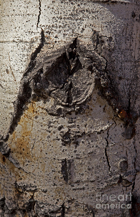 Aspen Tree Bark   #1951 Photograph by J L Woody Wooden