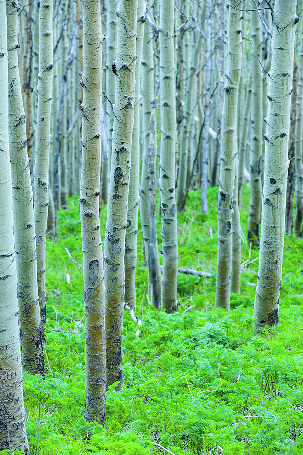 Aspen Tree Forest Photograph by Adventure photo
