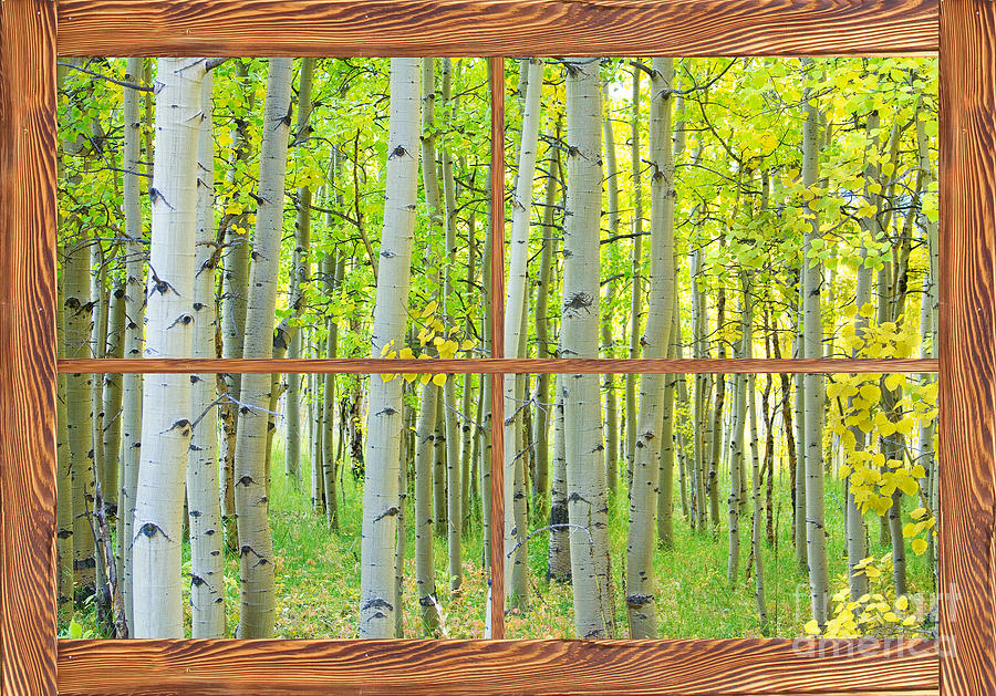 Aspen Tree Forest Autumn Picture Window Frame View  Photograph by James BO Insogna