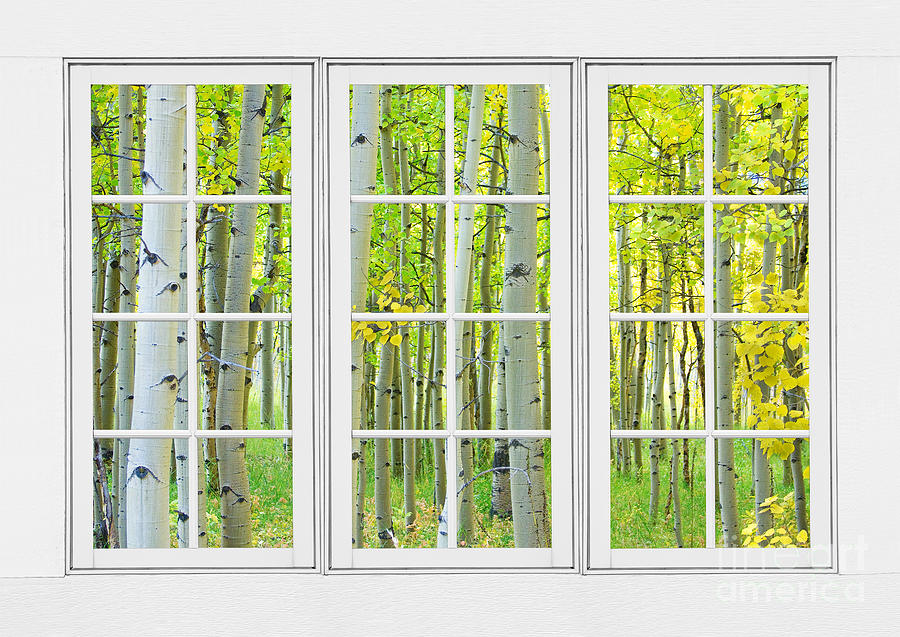 Tree Photograph - Aspen Tree Forest Autumn Time White Window View  by James BO Insogna