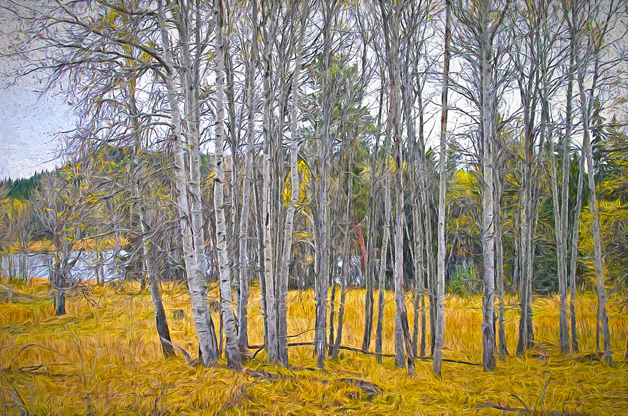 Aspen Tree Grove digital oil painting Photograph by Sharon Talson
