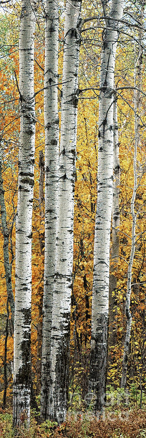 Birch Tree Grove Photograph by Timothy Flanigan