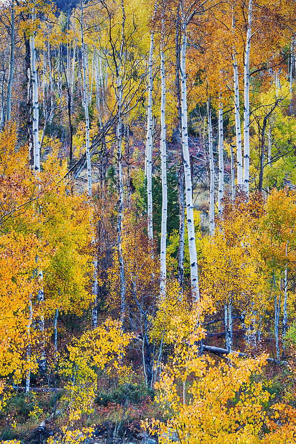 Aspen Tree Magic Cottonwood Pass Photograph by James BO Insogna - Fine ...