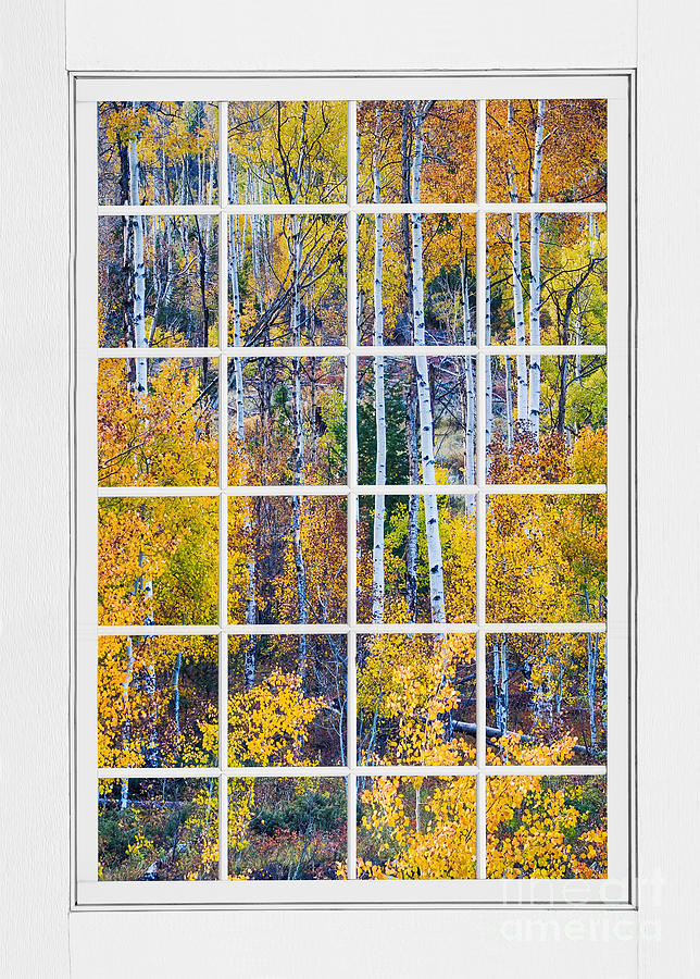 Nature Photograph - Aspen Tree Magic Cottonwood Pass White Window Portrait View by James BO Insogna