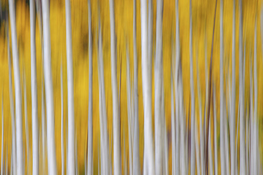 Aspen Tree Photograph by Piriya Photography