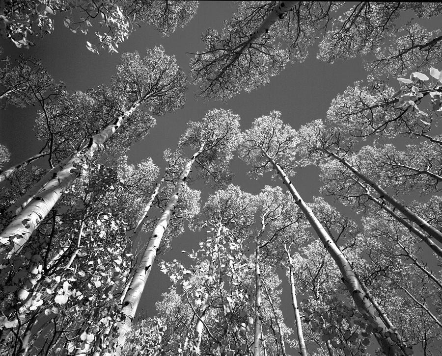 Aspen Tree Tops Black and White Photograph by Rich Franco