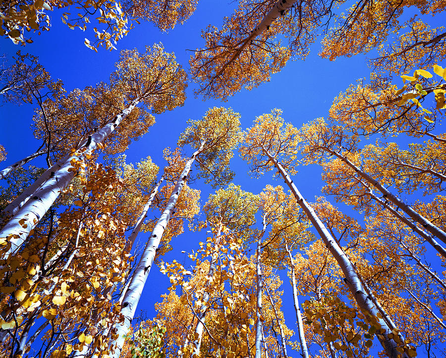 Aspen Tree Tops Photograph by Rich Franco
