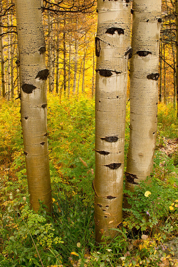 Aspen Tree Trunks in the Fall season Photograph by Ronda Kimbrow