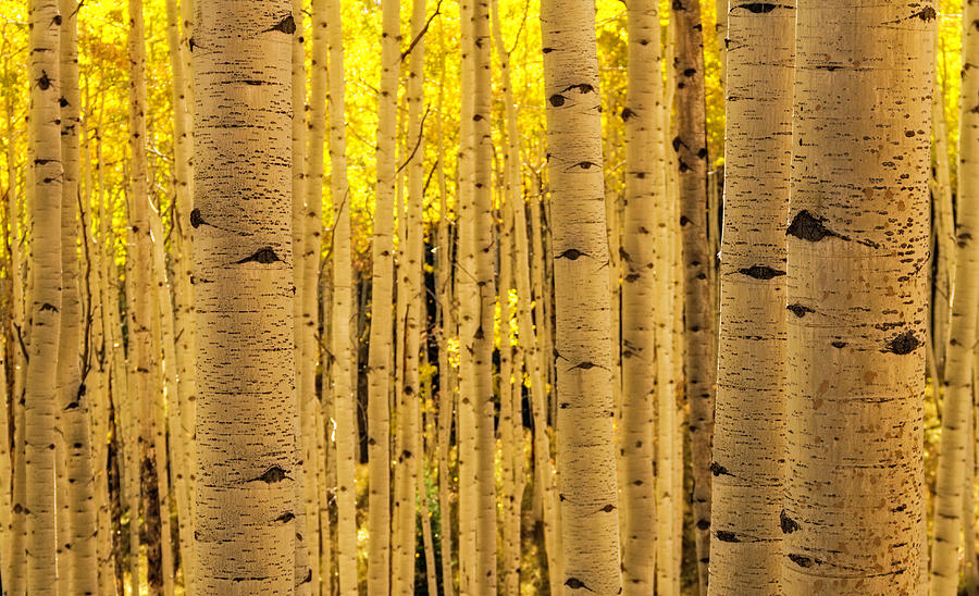 Aspen Tree Trunks Photograph by Photography By Teri A. Virbickis