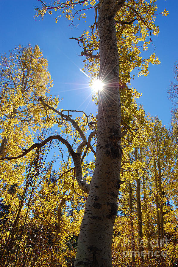 Aspen Tree With Sunstar Photograph by Debra Thompson