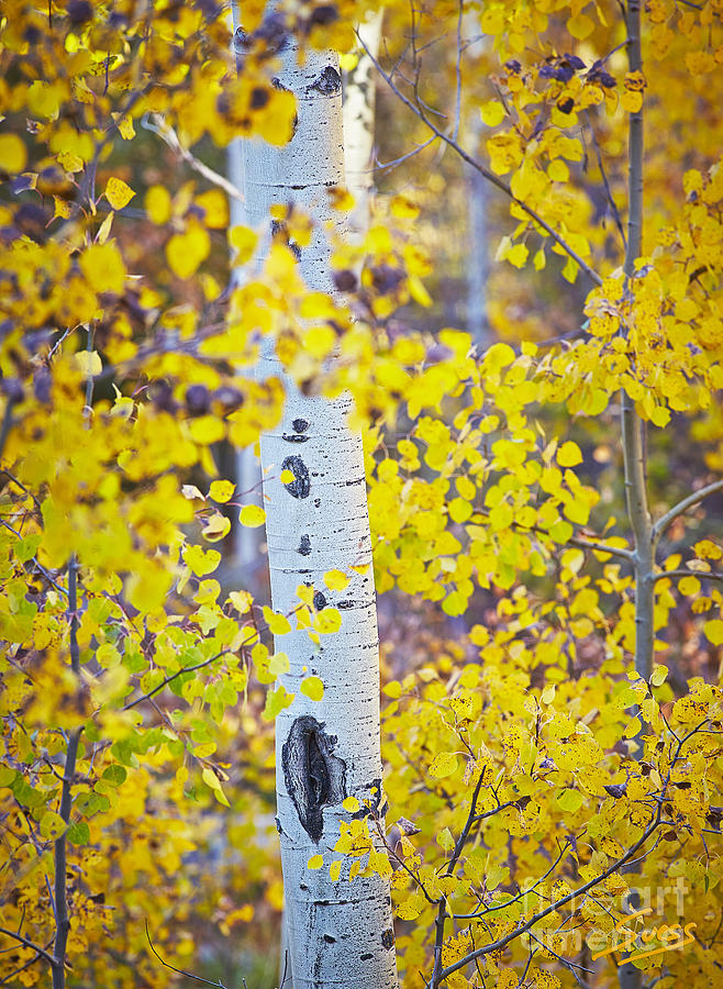 Santa Fe Photograph - Aspen tree yellow fall foliage by Matt Suess