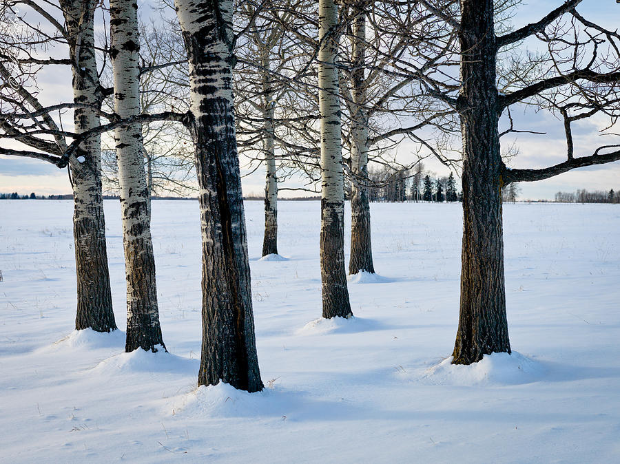 Aspen Trees Photograph by Alexander Fedin