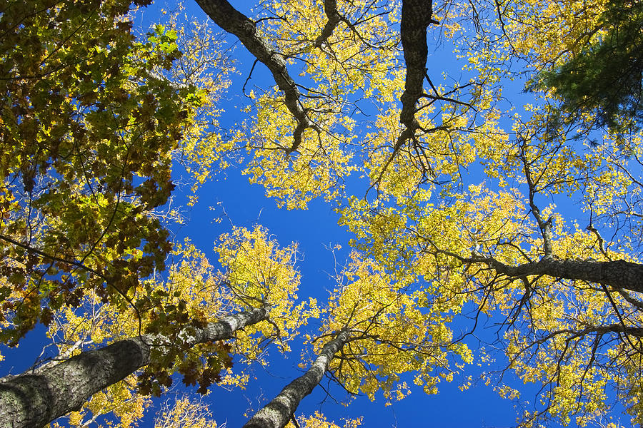 Aspen Trees And Blue Sky Photograph by Keith Webber Jr