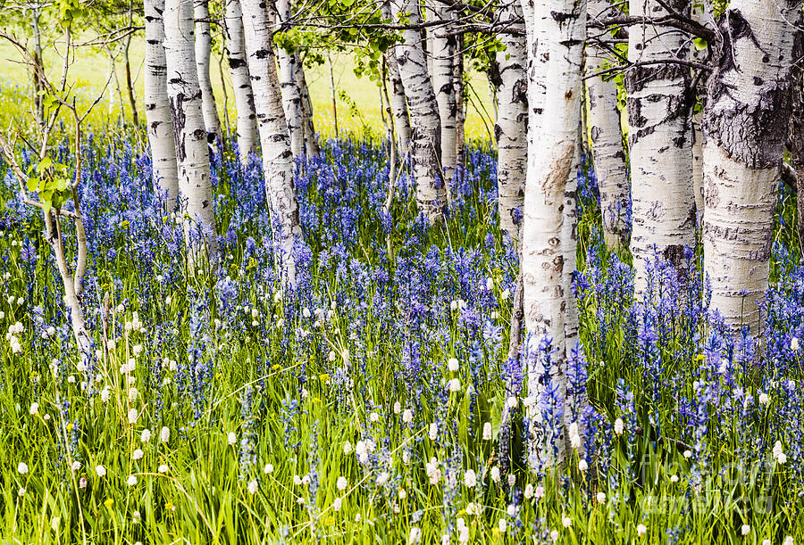 Aspen trees and Camas Lilies in Idaho USA Photograph by Vishwanath Bhat