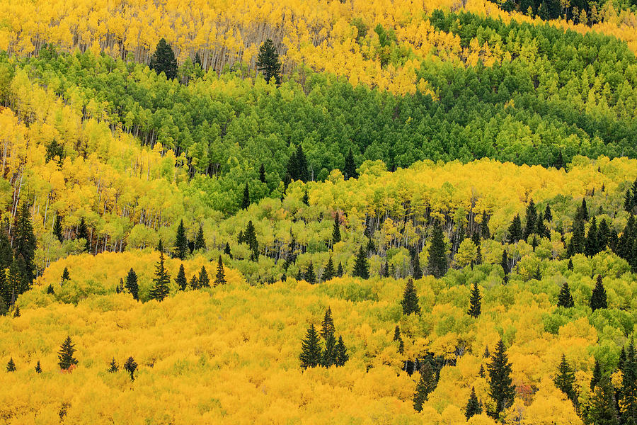 Aspen Trees And Evergreens In Fall Photograph By Adam Jones - Pixels