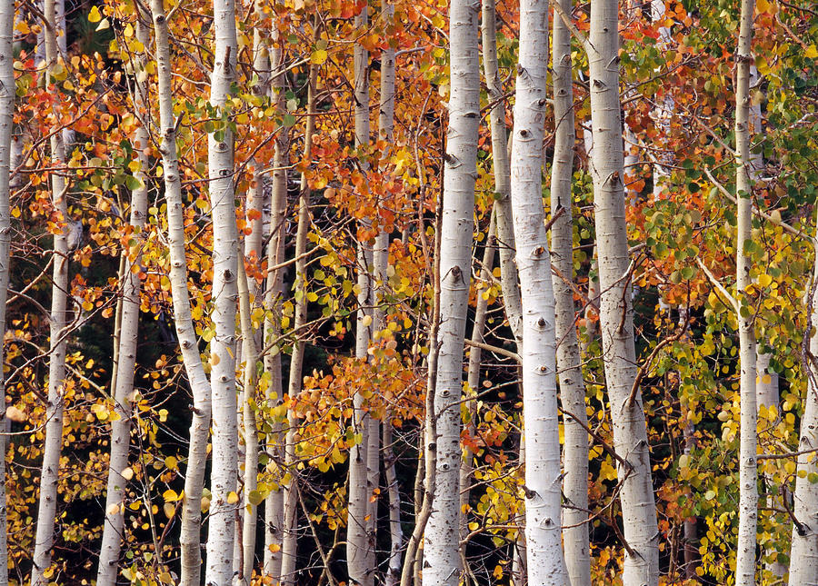 Aspen Trees And Leaves Photograph by Brenda Tharp
