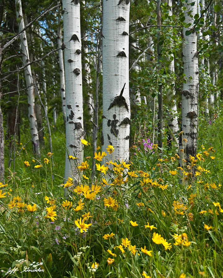 Aspen Trees and Wildflowers Photograph by Jeff Goulden