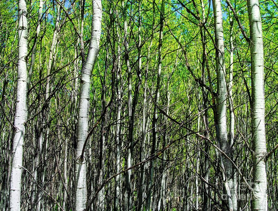 Aspen Trees Photograph by Anthony Wilkening