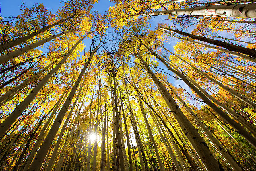 Aspen Trees Changing Colors In The Fall Photograph by Jordan Siemens