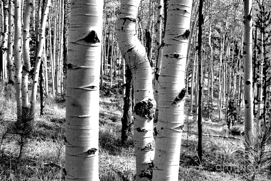 Aspen Trees Cheyenne Canyon Photograph by JD Smith
