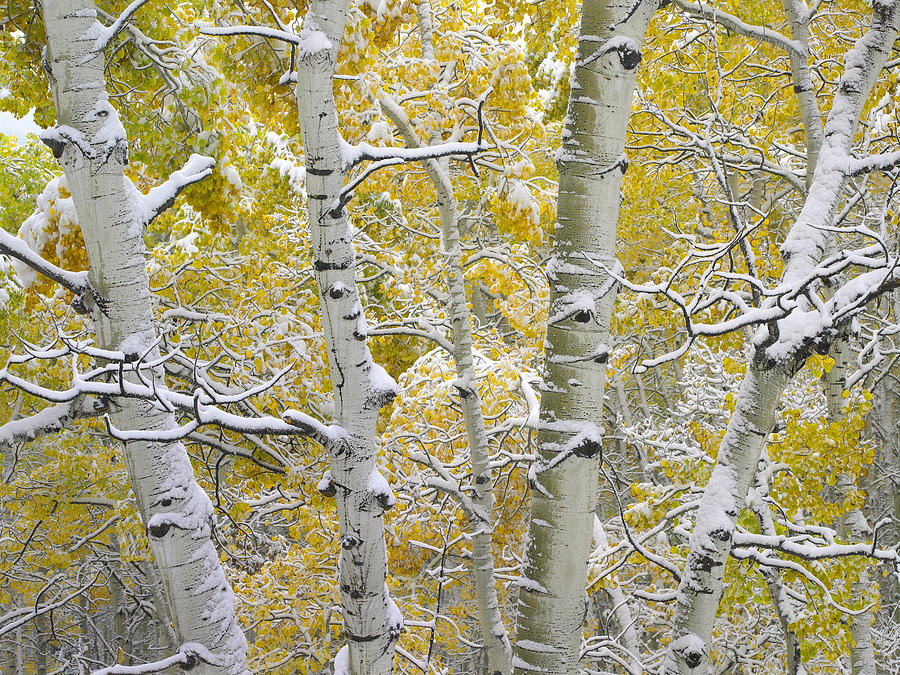 Aspen Trees Covered with Snow Photograph by Tim Fitzharris
