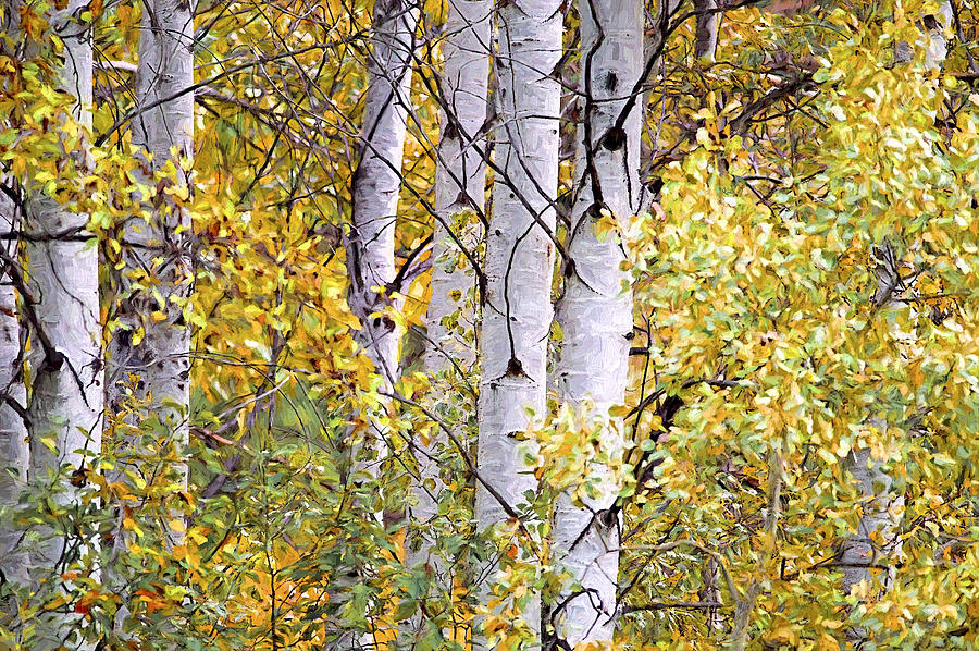 Aspen Trees Digital Artwork Photograph by Sharon Talson