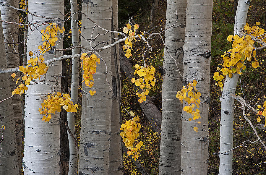 Aspen Trees Photograph by Doug Davidson