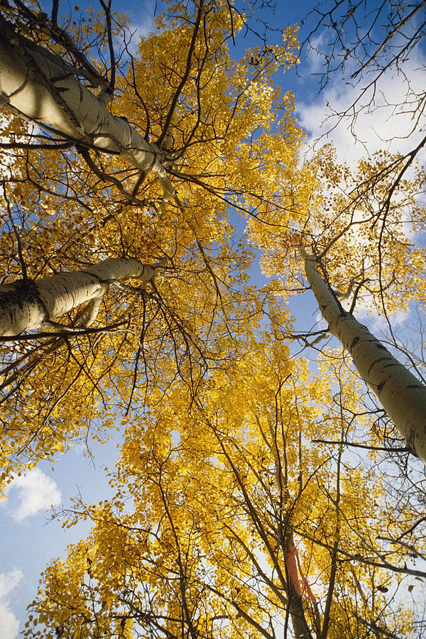 Aspen Trees Fall Colors Photograph by Chris Arend - Fine Art America