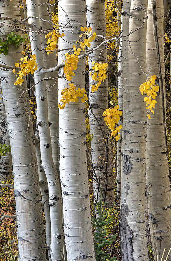 Aspen Trees II Photograph by Doug Davidson
