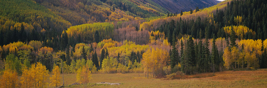 Nature Photograph - Aspen Trees In A Field, Maroon Bells by Panoramic Images