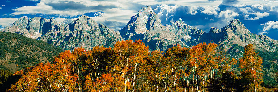 Aspen Trees In A Forest, Teton Range Photograph by Panoramic Images