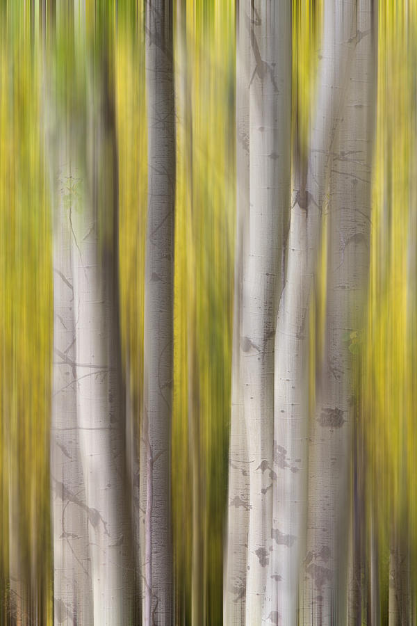 Aspen Trees in Autumn Color Portrait Dreaming View Photograph by James BO Insogna