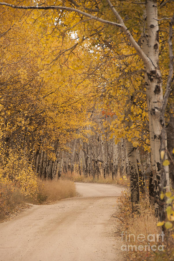 Aspen Trees in Autumn Photograph by Juli Scalzi