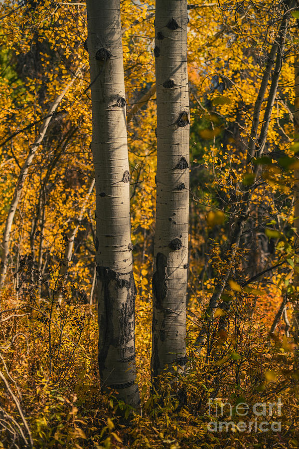 Aspen trees in autumn Photograph by Vishwanath Bhat