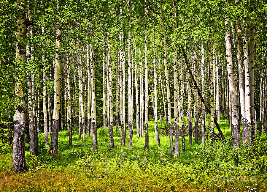 Aspen trees in Banff National park Photograph by Elena Elisseeva