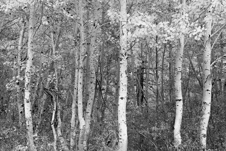 Aspen Trees in Black and White Photograph by Sheri Van Wert - Pixels