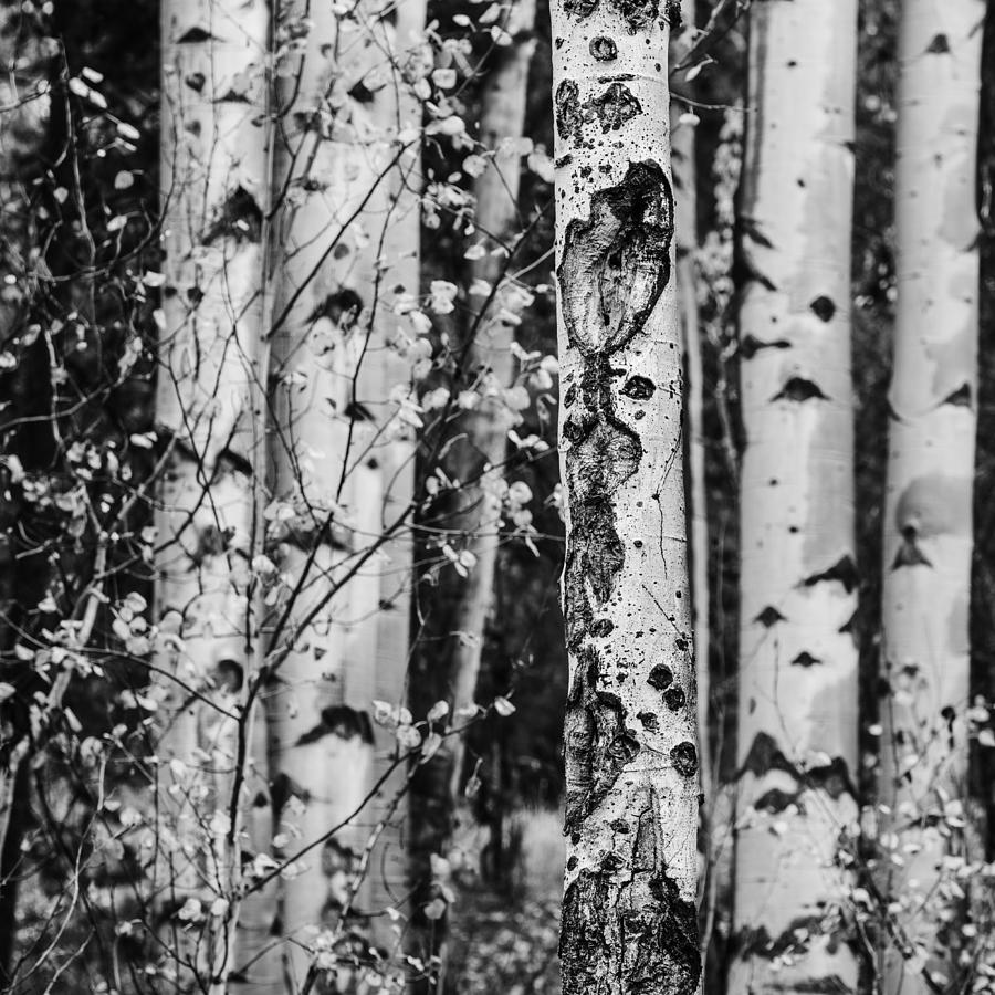 Aspen trees in black and white Photograph by Vishwanath Bhat