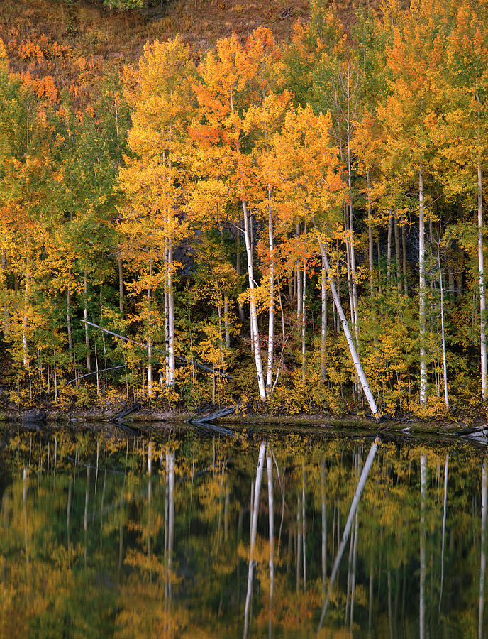 Aspen Trees In Fall Color Reflecting Photograph by J.C. Leacock | Fine ...