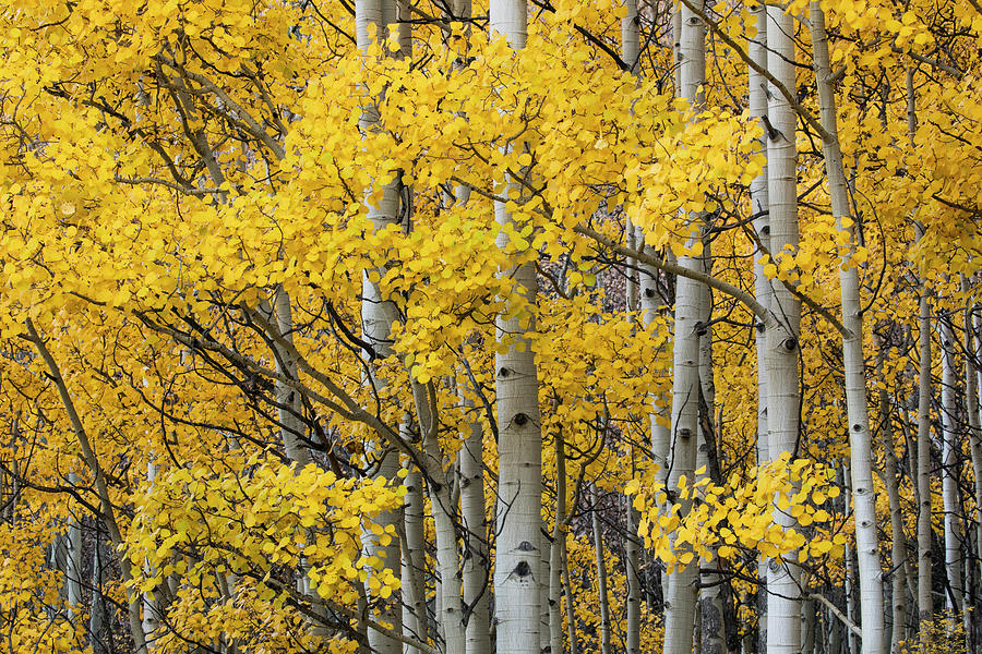 Aspen Trees In Fall Color, Uncompahgre Photograph by Adam Jones