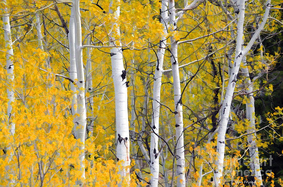 Aspen trees in fall Photograph by Dan Friend